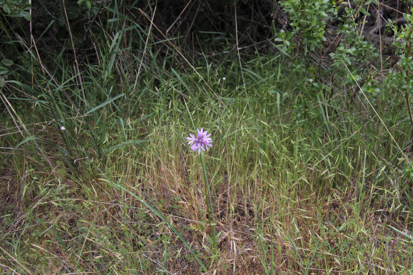 Native Bulb Combo