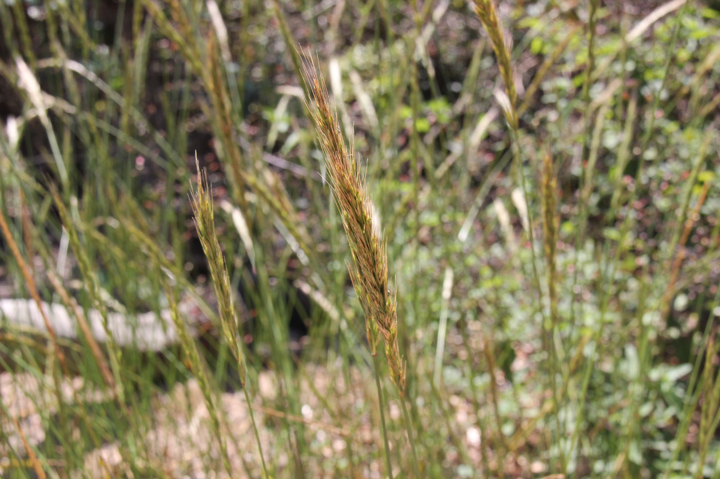 Elymus glaucus, Blue Wildrye