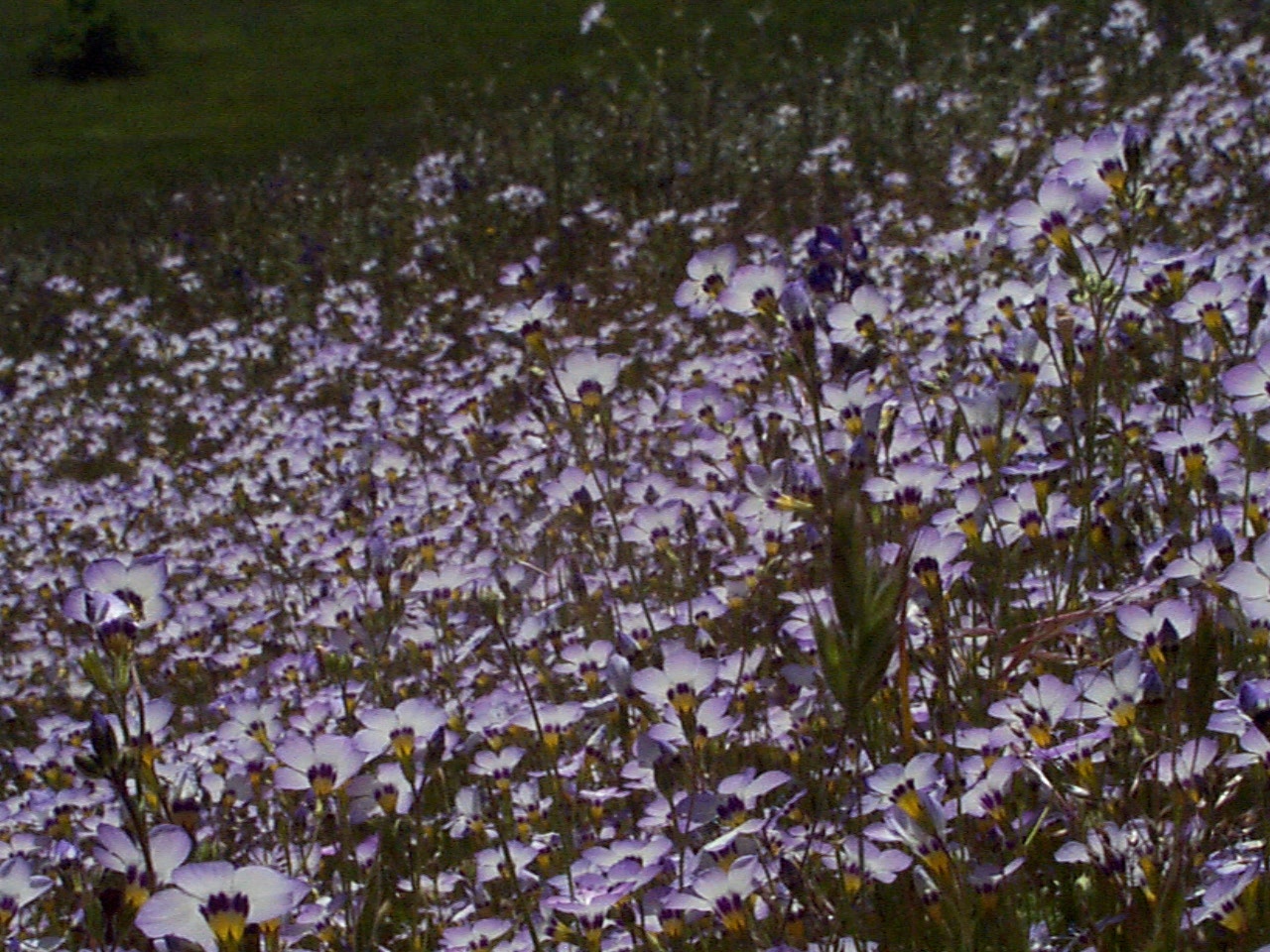 Gilia tricolor, Bird's Eye Gilia