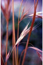 Bromus carinatus, California Brome