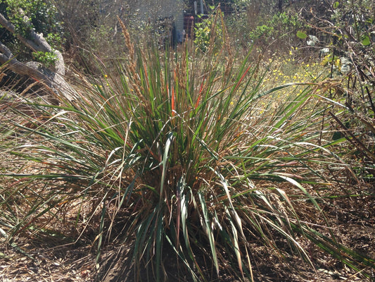 Calamagrostis nutkaensis, Pacific Reed Grass