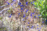 Phacelia campanularia, California Bluebells
