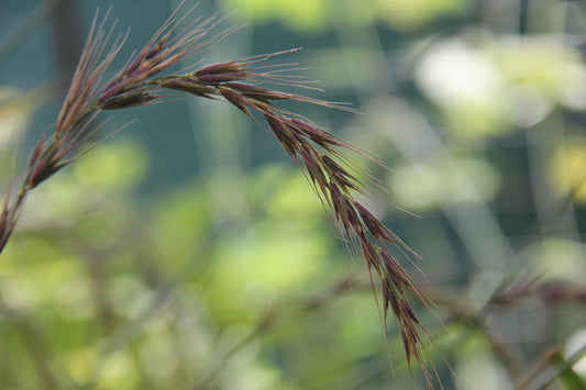 Elymus californicus, CA Bottlebrush Grass
