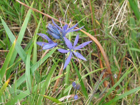 Camassia quamash, "Common" Camas- Bulbs