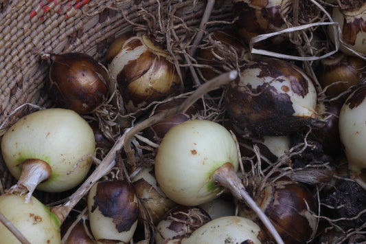 Camassia quamash, "Common" Camas- Bulbs
