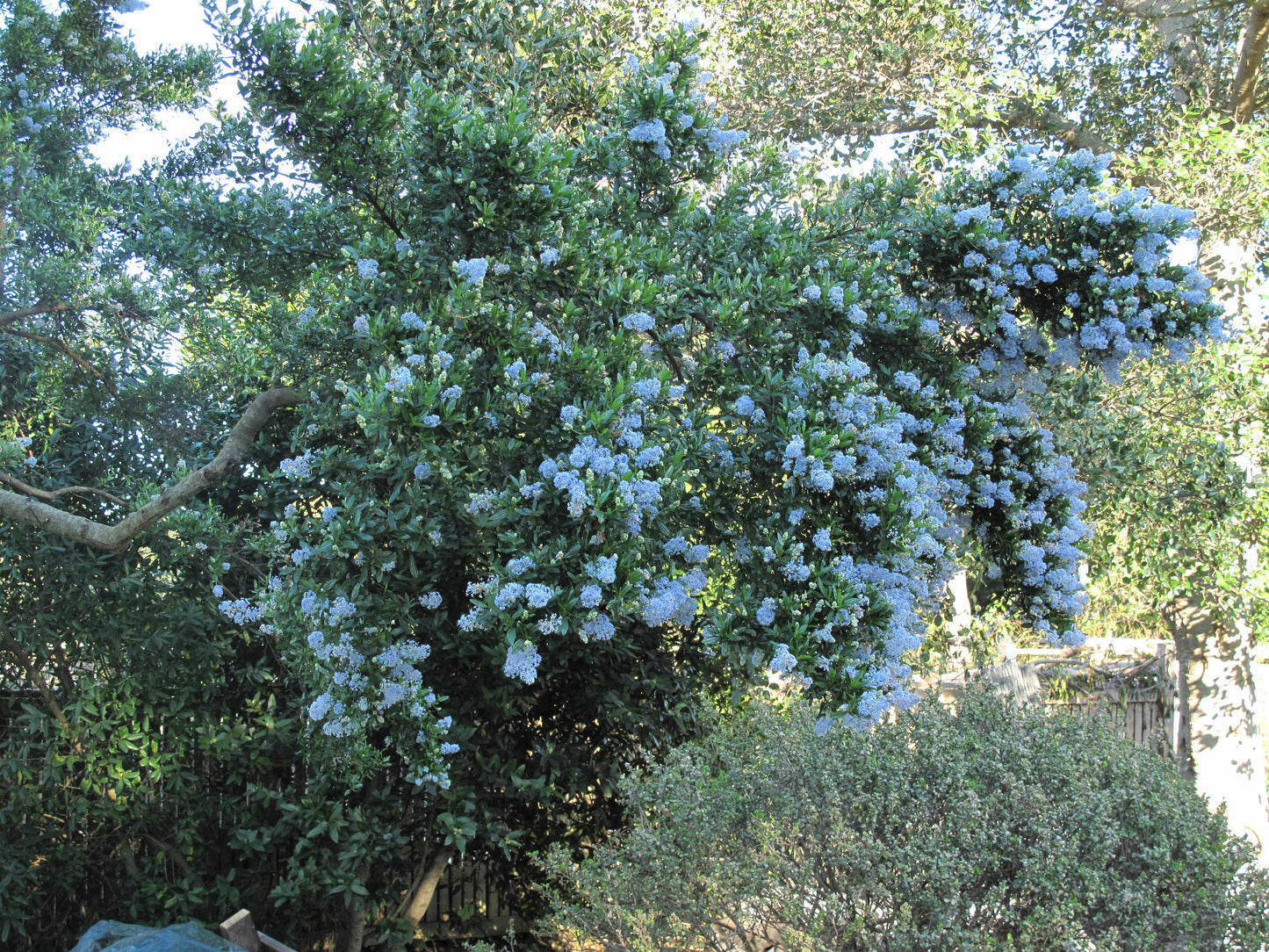Ceanothus thyrsiflorus, Wild Lilac