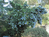 Ceanothus thyrsiflorus, Wild Lilac