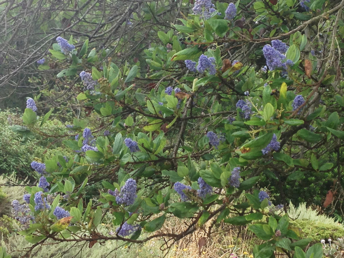Ceanothus thyrsiflorus, Wild Lilac