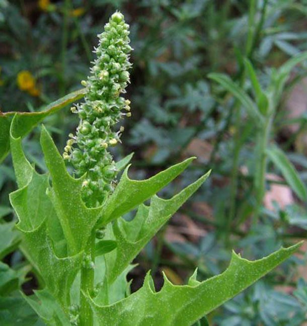 Chenopodium californicum, California Goosefoot