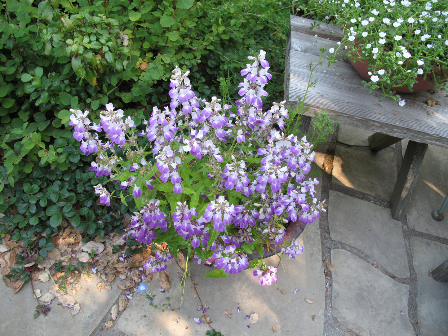 Collinsia heterophylla, Purple Chinese Houses