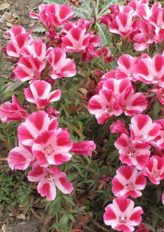 clarkia flower seeds Clarkia amoena, Farewell-to-Spring