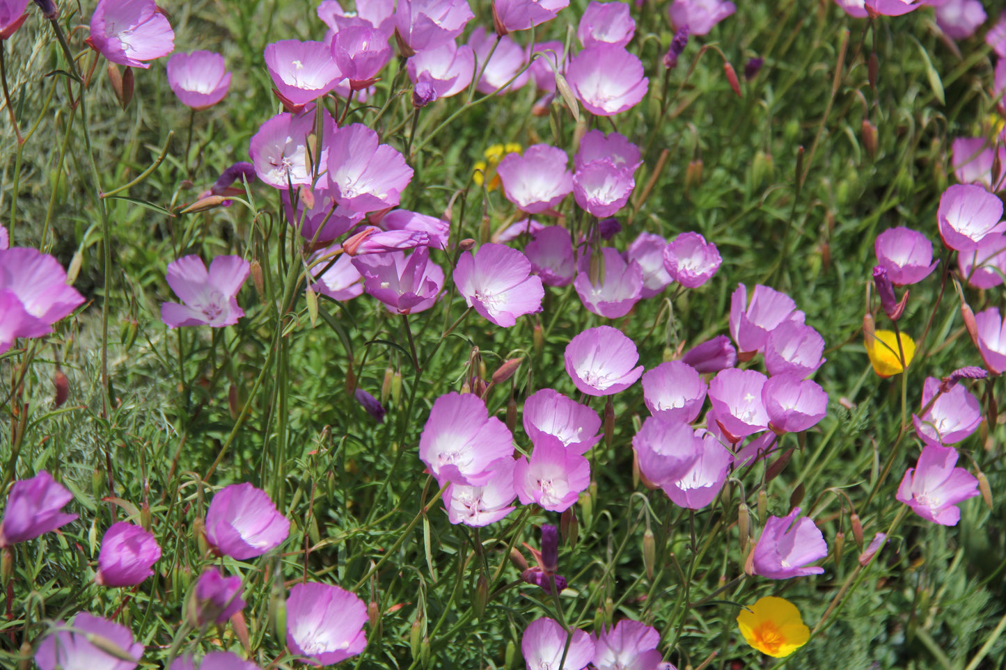 Clarkia bottae, Punchbowl Godetia