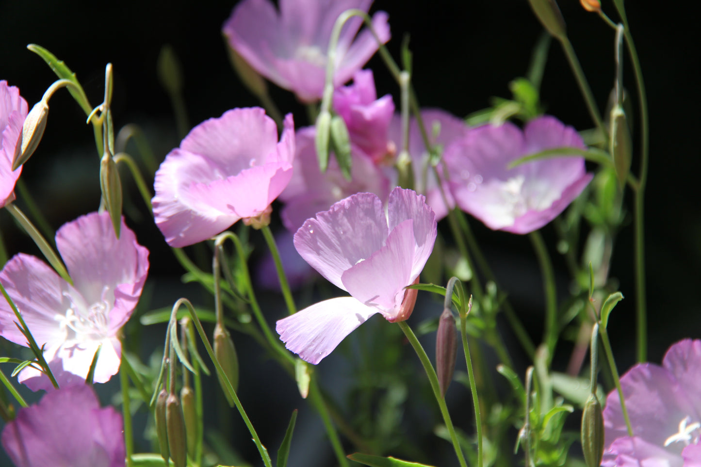 Clarkia bottae, Punchbowl Godetia