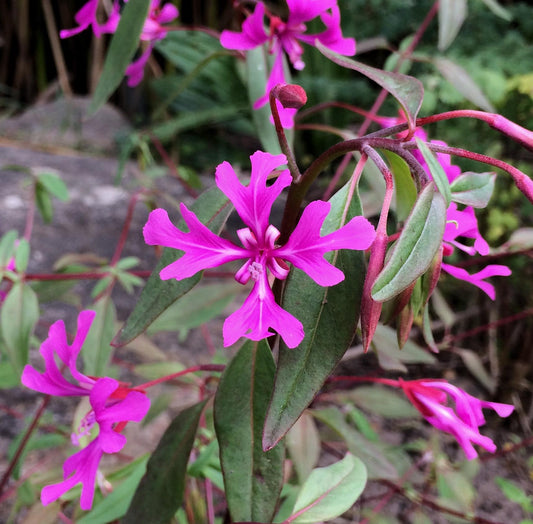Clarkia concinna, Red Ribbons