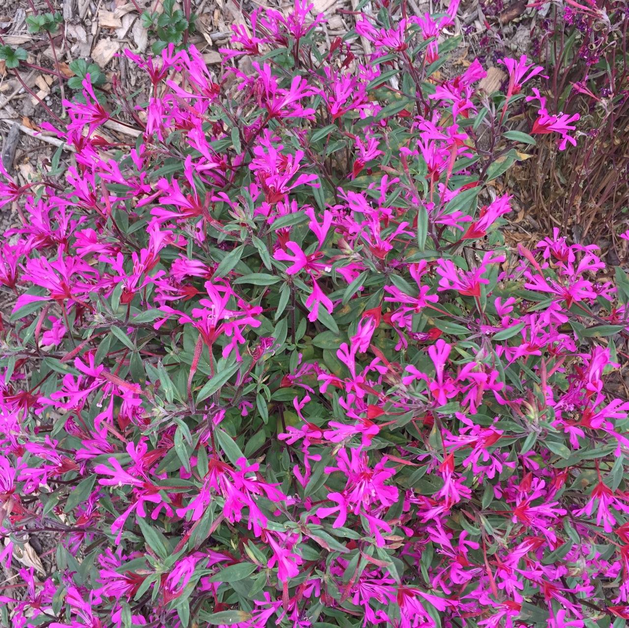 Clarkia concinna, Red Ribbons