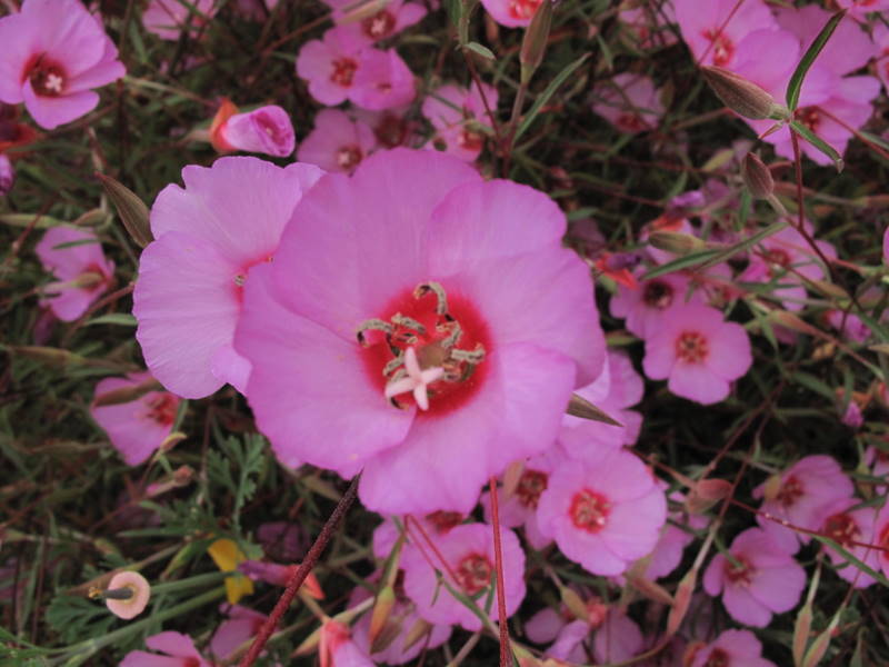 Clarkia rubicunda, Ruby Chalice Clarkia