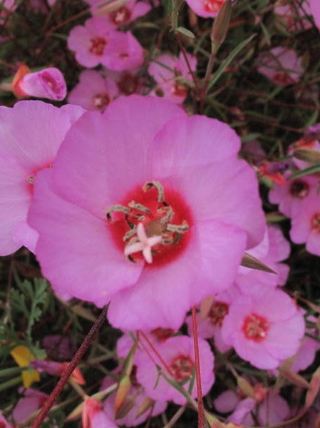 Clarkia rubicunda, Ruby Chalice Clarkia