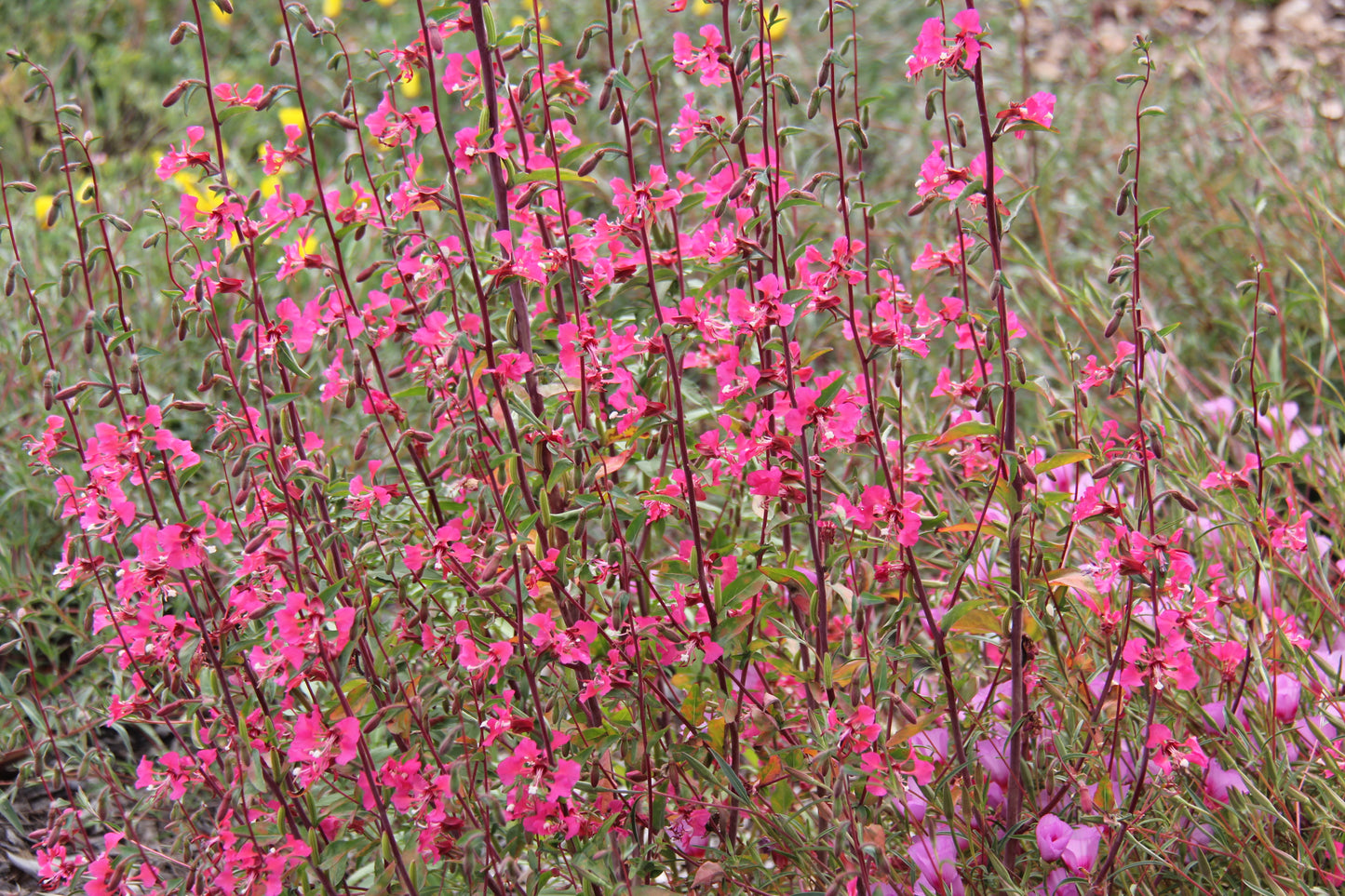 Clarkia unguiculata, Mountain Garland