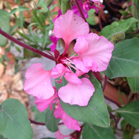 Clarkia unguiculata, Mountain Garland