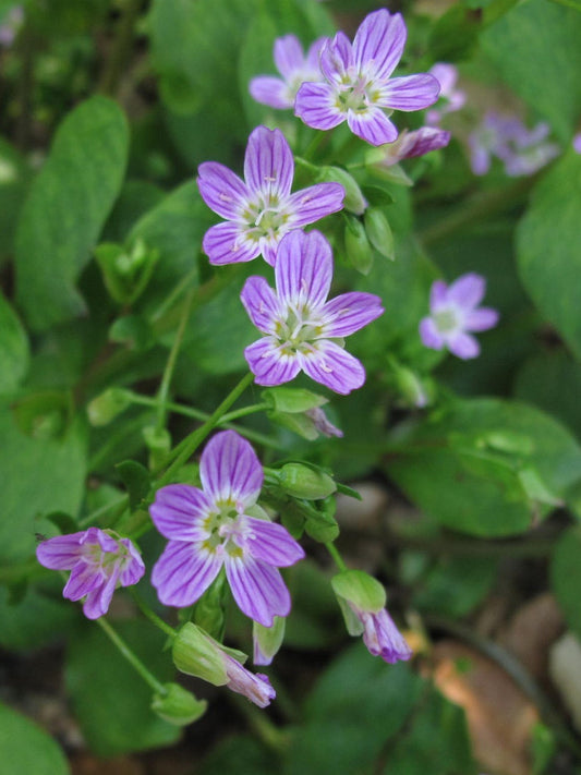 Claytonia sibirica, Peppermint Candy Flower
