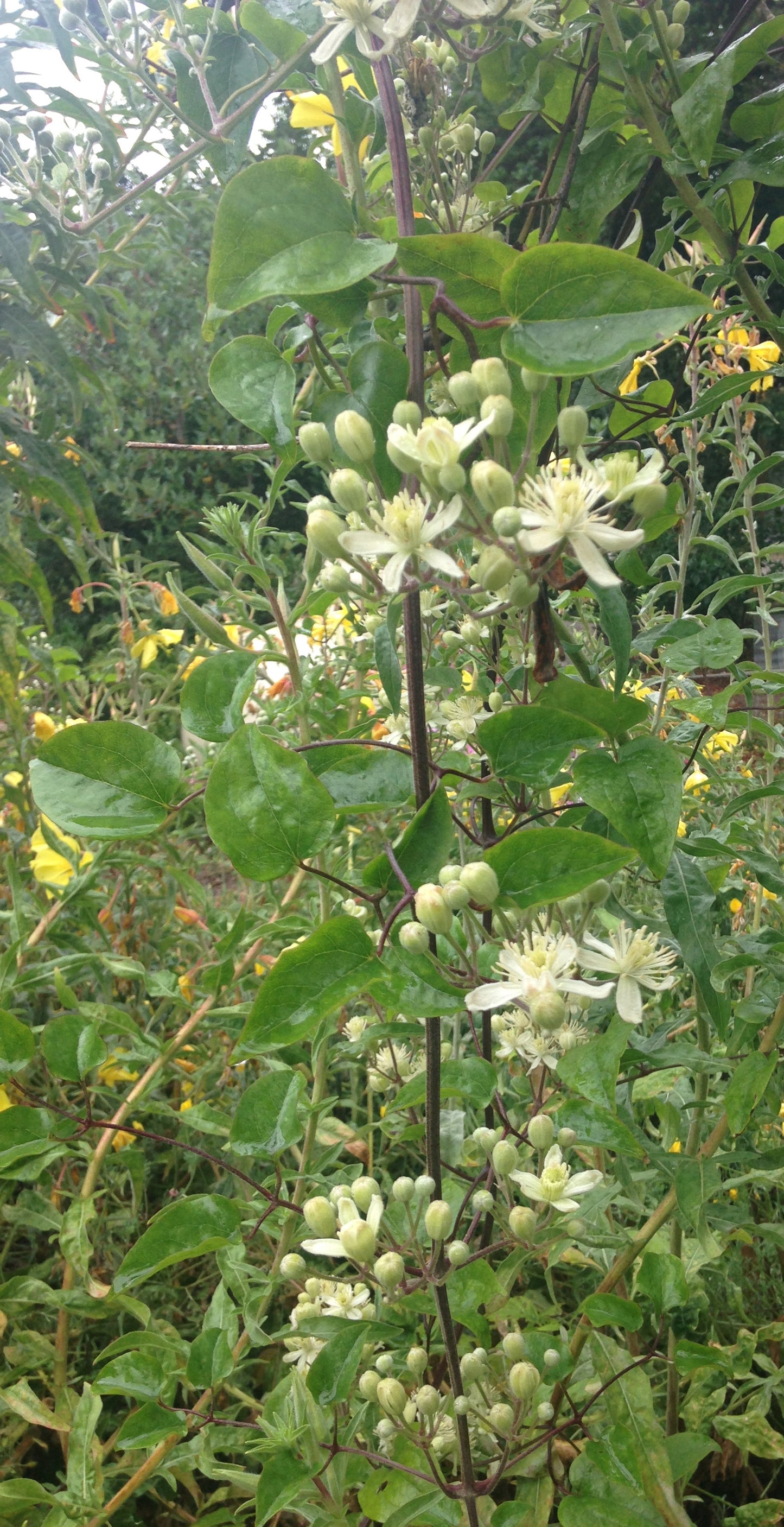 Clematis ligusticifolia, Western Virgin's Bower