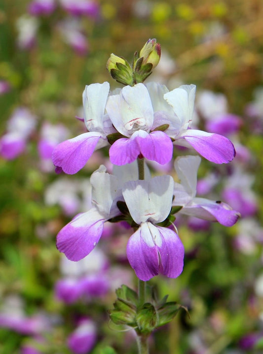 Collinsia heterophylla, Purple Chinese Houses