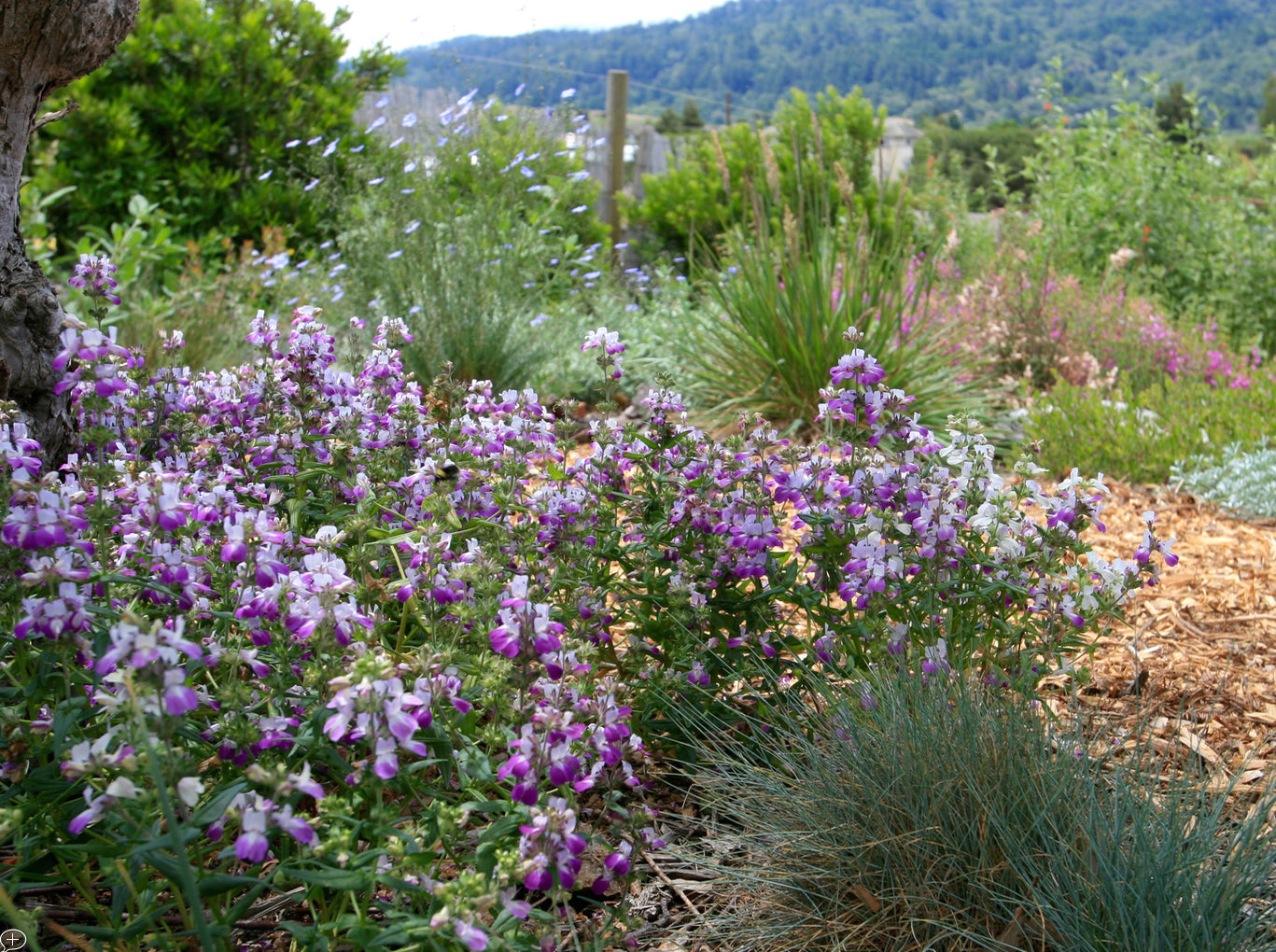 Collinsia heterophylla, Purple Chinese Houses