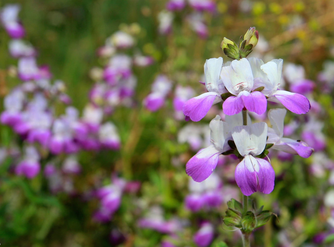 Collinsia heterophylla, Purple Chinese Houses