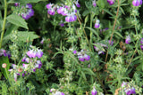 Collinsia heterophylla, Purple Chinese Houses