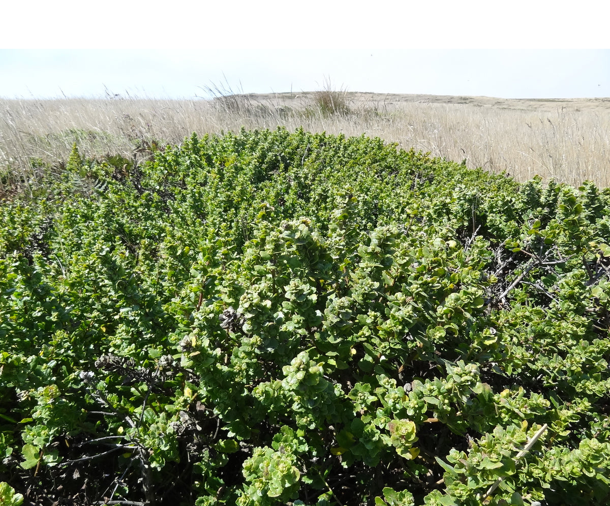 Baccharis pilularis, Coyote Bush