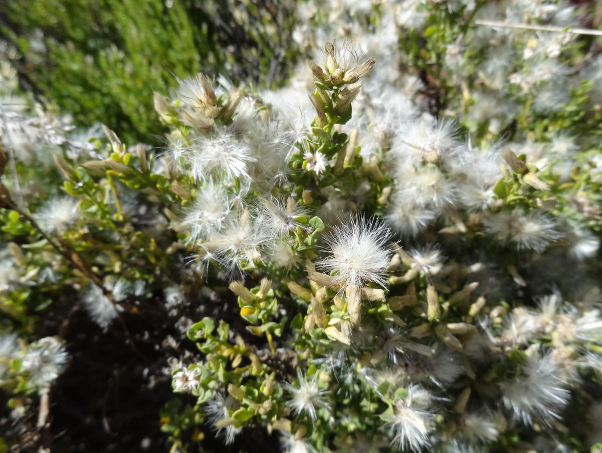 Baccharis pilularis, Coyote Bush