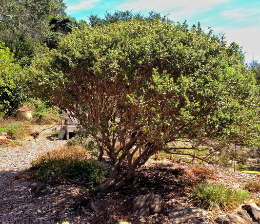Baccharis pilularis, Coyote Bush