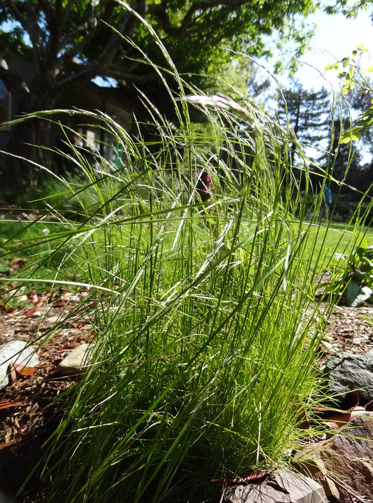 Deschampsia elongata, Slender Hairgrass