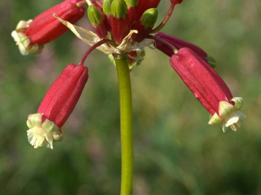Dichelostemma ida-maia, Firecracker Plant