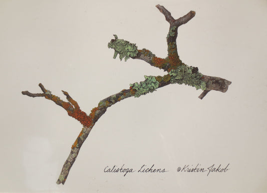 Calistoga Lichen Notecard by Kristin Jakob