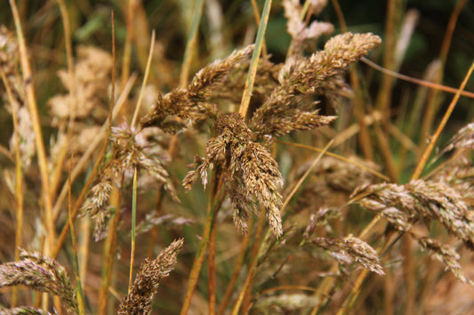 Deschampsia cespitosa ssp. holciformis, Coastal Hairgrass