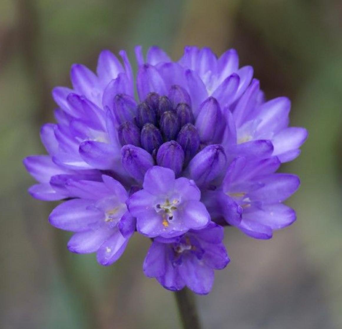 Dichelostemma congestum, Ookow/Snake Lily