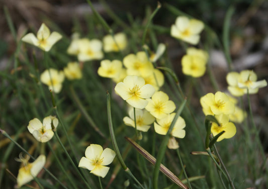 Eschscholzia caespitosa, Tufted Poppy