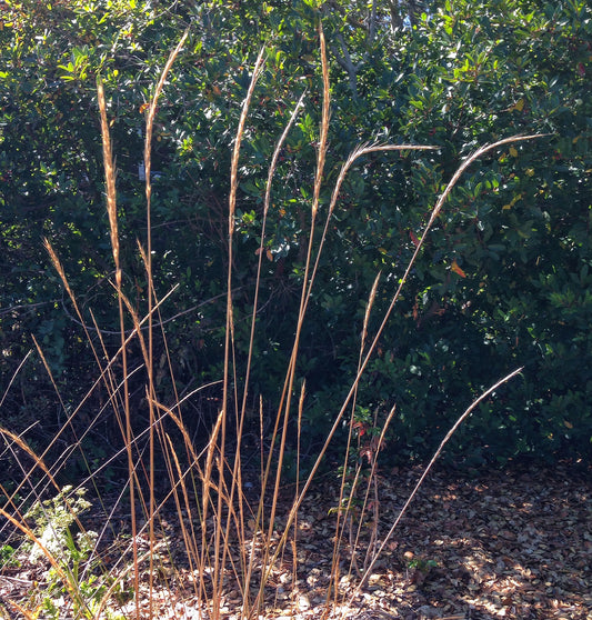 Elymus glaucus, Blue Wildrye