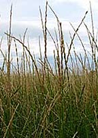 Elymus trachycaulus, Slender Wheatgrass