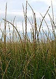 Elymus trachycaulus, Slender Wheatgrass