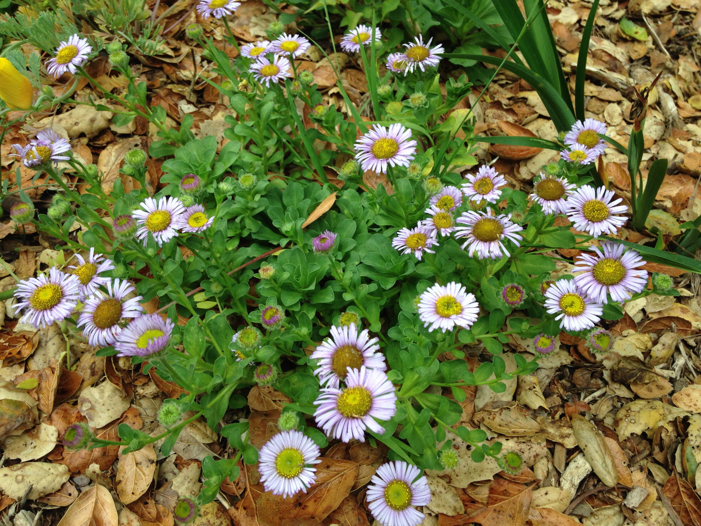 Erigeron glaucus, Beach Aster