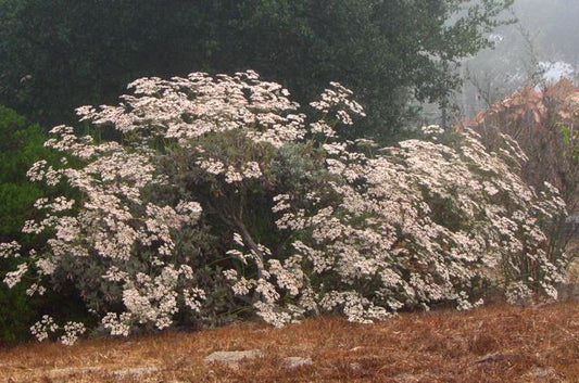 Eriogonum giganteum, Saint Catherine's Lace