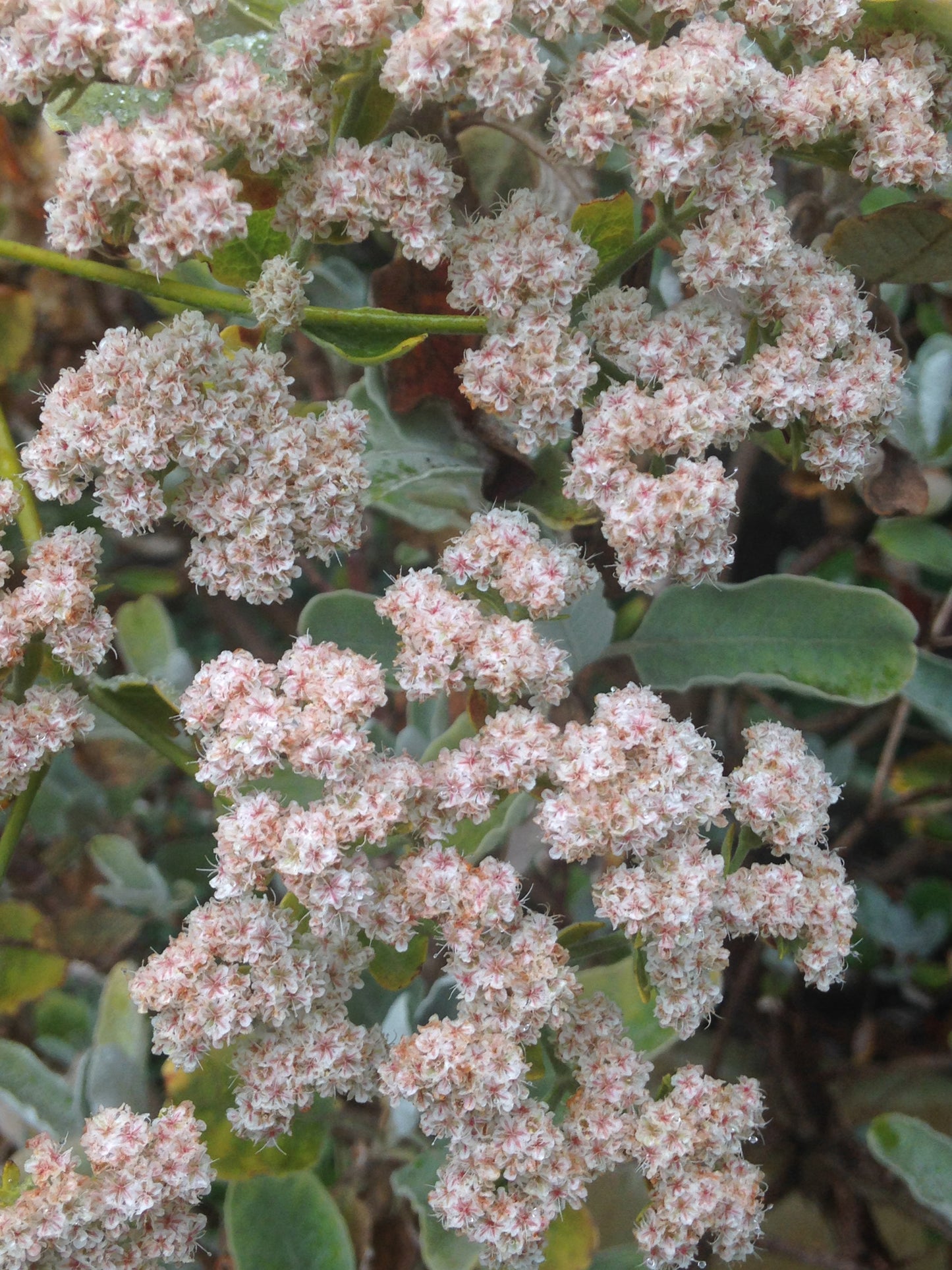 Eriogonum giganteum, Saint Catherine's Lace