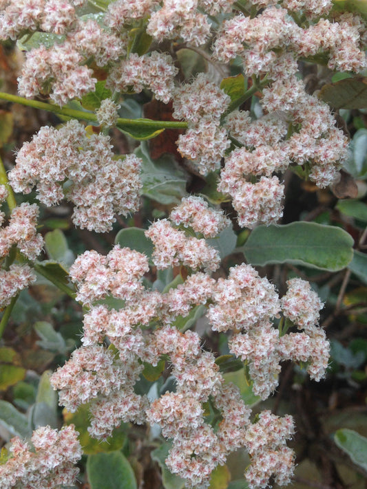 Eriogonum giganteum, Saint Catherine's Lace