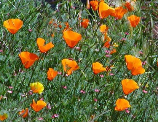 Eschscholzia californica, California Poppy