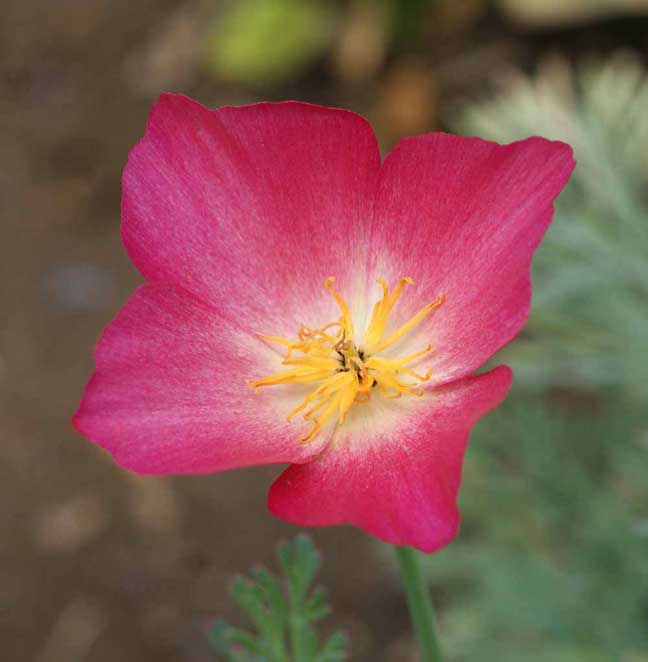 Eschscholzia californica 'Carmine King' Poppy