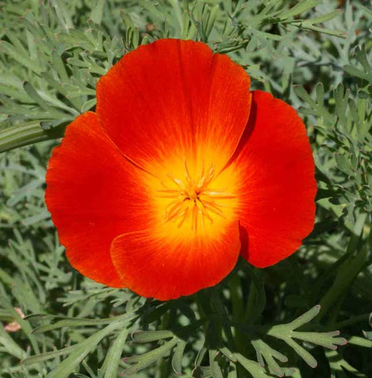 Eschscholzia californica 'Mahogany Red' Poppy