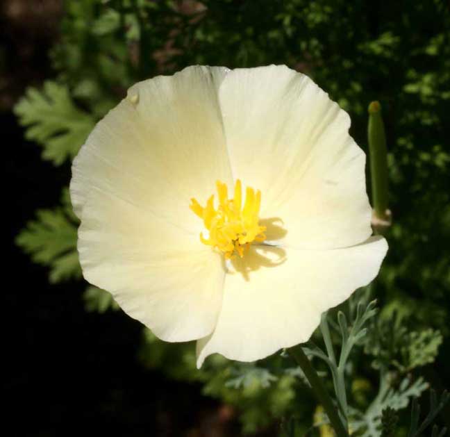 Eschscholzia californica 'Moonglow' Poppy
