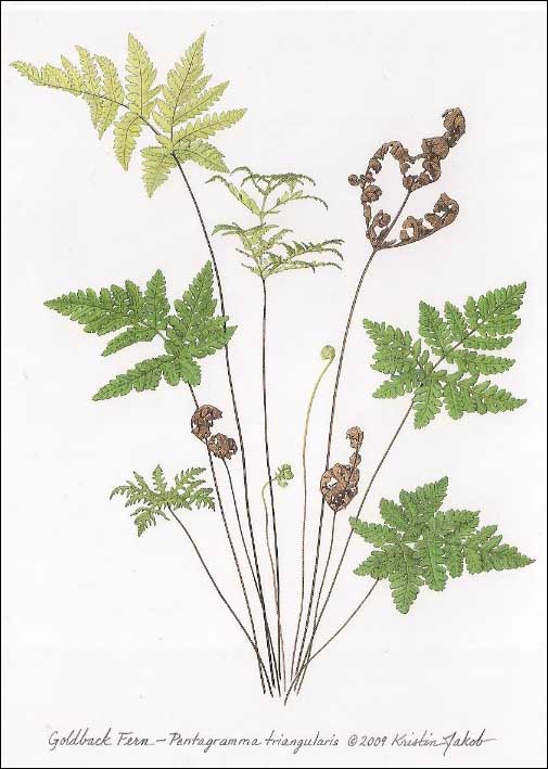 Goldback Fern Notecard by Kristin Jakob